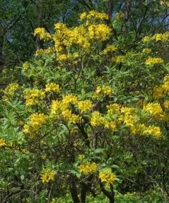 Future Forests Azalea (Rhododendron) Luteum Shrubs