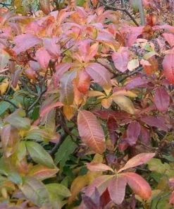 Future Forests Azalea (Rhododendron) Luteum Shrubs