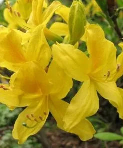 Future Forests Azalea (Rhododendron) Luteum Shrubs