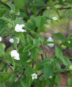 Future Forests Shrubs Rhodotypos Scandens