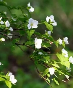 Future Forests Shrubs Rhodotypos Scandens