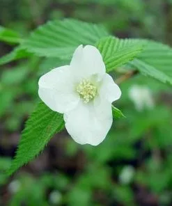 Future Forests Shrubs Rhodotypos Scandens