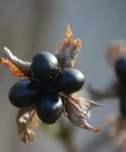 Future Forests Shrubs Rhodotypos Scandens