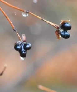 Future Forests Shrubs Rhodotypos Scandens