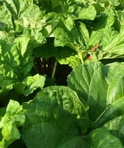 Future Forests Rhubarb Timperley Early Fruit