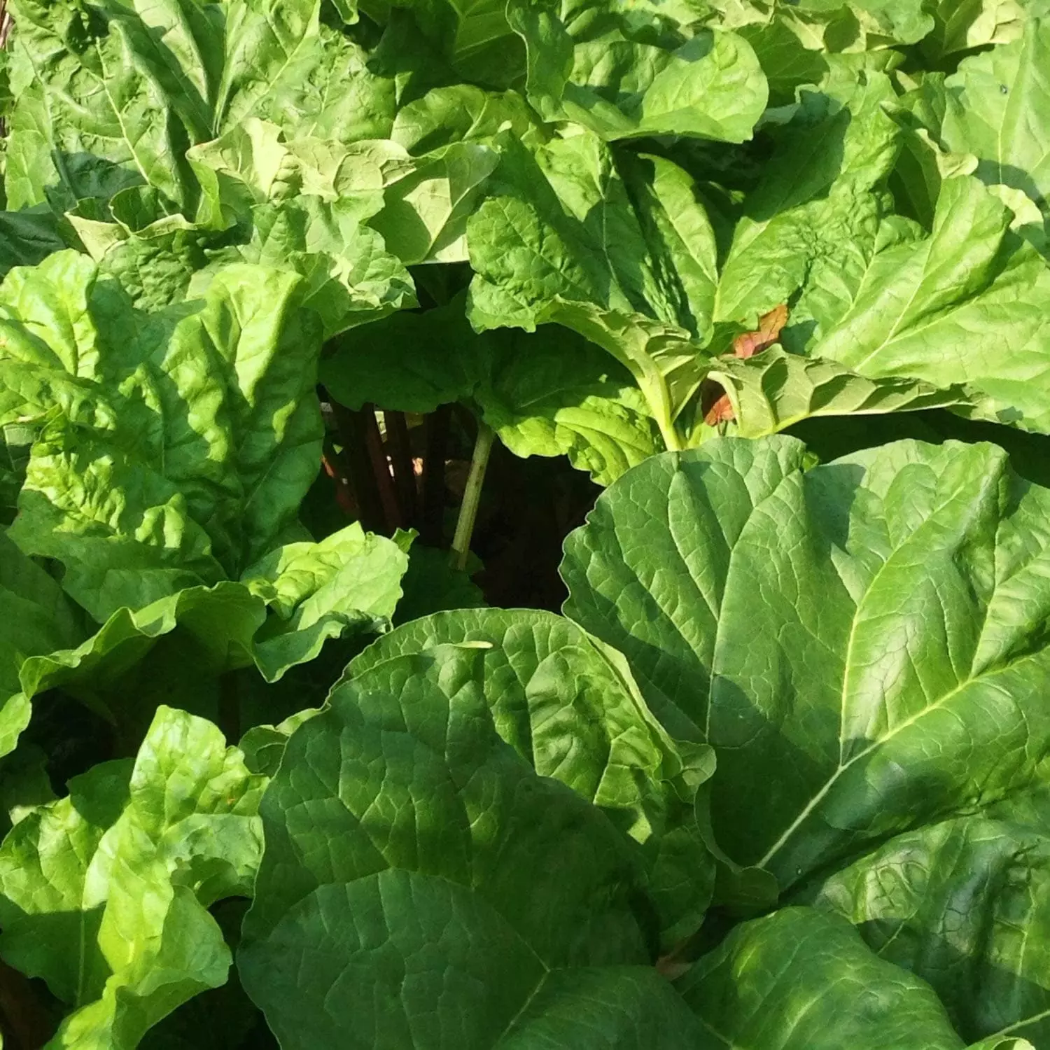 Future Forests Rhubarb Timperley Early Fruit 3 Future Forests Rhubarb Timperley Early Fruit