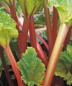 Future Forests Rhubarb Timperley Early Fruit