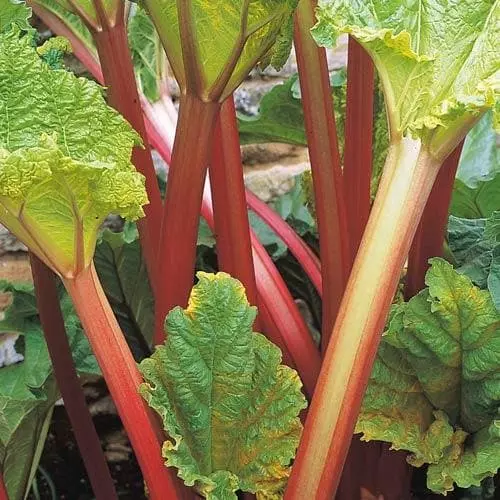 Future Forests Rhubarb Timperley Early Fruit 4 Future Forests Rhubarb Timperley Early Fruit