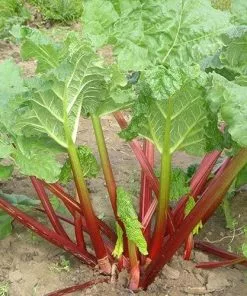Future Forests Rhubarb Timperley Early Fruit 8 Future Forests Rhubarb Timperley Early Fruit