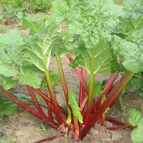 Future Forests Rhubarb Timperley Early Fruit 5 Future Forests Rhubarb Timperley Early Fruit