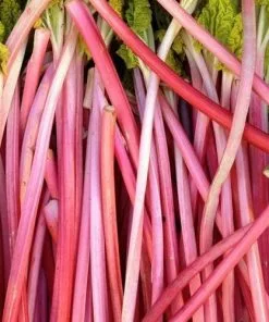 Future Forests Rhubarb Champagne Fruit