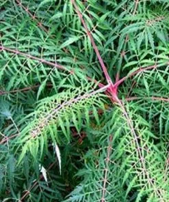 Future Forests Shrubs Rhus Glabra Laciniata