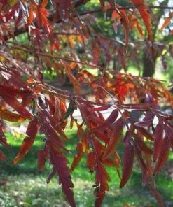 Future Forests Shrubs Rhus Glabra Laciniata