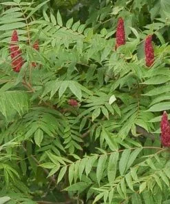 Future Forests Shrubs Rhus Glabra Laciniata