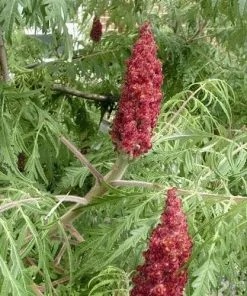 Future Forests Shrubs Rhus Glabra Laciniata