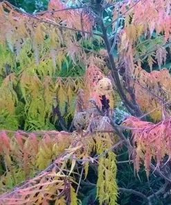Future Forests Shrubs Rhus Glabra Laciniata