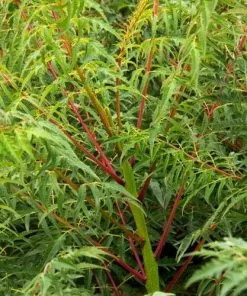 Future Forests Shrubs Rhus Glabra Laciniata