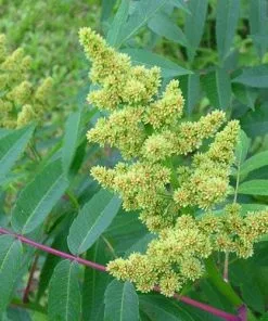 Future Forests Shrubs Rhus Glabra Laciniata