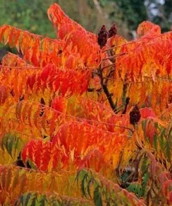 Future Forests Shrubs Rhus Glabra Laciniata