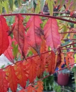 Future Forests Rhus Typhina