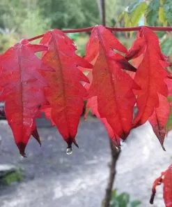 Future Forests Rhus Typhina