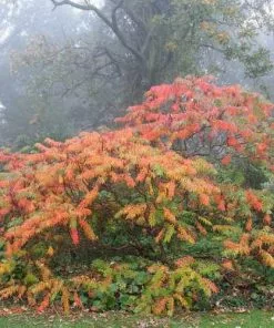 Future Forests Rhus Typhina Dissecta (Laciniata) 12 Future Forests Rhus Typhina Dissecta (Laciniata)