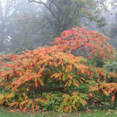 Future Forests Rhus Typhina Dissecta (Laciniata) 5 Future Forests Rhus Typhina Dissecta (Laciniata)