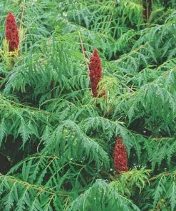 Future Forests Rhus Typhina Dissecta (Laciniata) 13 Future Forests Rhus Typhina Dissecta (Laciniata)