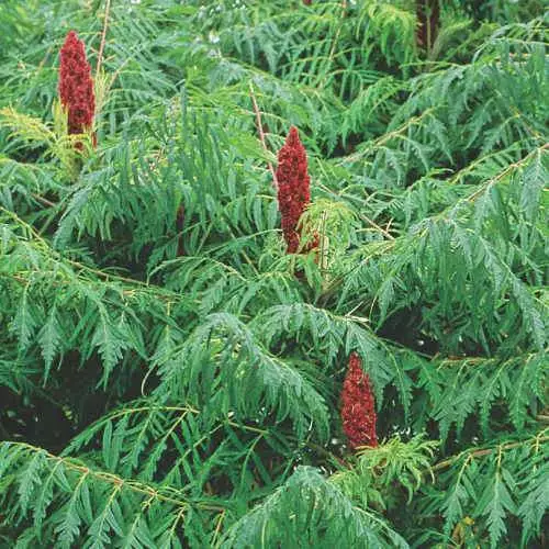 Future Forests Rhus Typhina Dissecta (Laciniata) 6 Future Forests Rhus Typhina Dissecta (Laciniata)