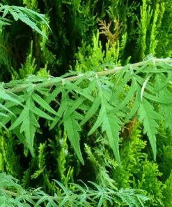 Future Forests Rhus Typhina Dissecta (Laciniata) 14 Future Forests Rhus Typhina Dissecta (Laciniata)