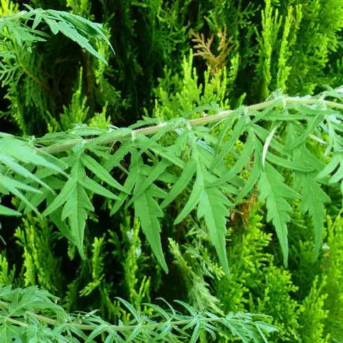 Future Forests Rhus Typhina Dissecta (Laciniata) 7 Future Forests Rhus Typhina Dissecta (Laciniata)