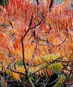 Future Forests Rhus Typhina Dissecta (Laciniata) 15 Future Forests Rhus Typhina Dissecta (Laciniata)