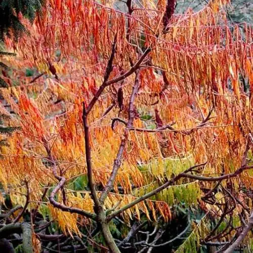 Future Forests Rhus Typhina Dissecta (Laciniata) 8 Future Forests Rhus Typhina Dissecta (Laciniata)