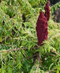 Future Forests Rhus Typhina Dissecta (Laciniata)