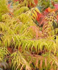 Future Forests Rhus Typhina Dissecta (Laciniata) 16 Future Forests Rhus Typhina Dissecta (Laciniata)
