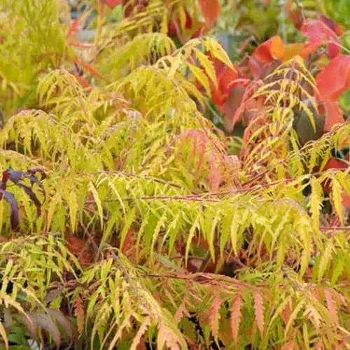 Future Forests Rhus Typhina Dissecta (Laciniata) 9 Future Forests Rhus Typhina Dissecta (Laciniata)