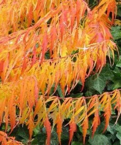 Future Forests Rhus Typhina Dissecta (Laciniata) 17 Future Forests Rhus Typhina Dissecta (Laciniata)