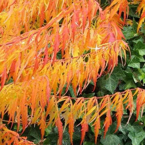 Future Forests Rhus Typhina Dissecta (Laciniata) 10 Future Forests Rhus Typhina Dissecta (Laciniata)