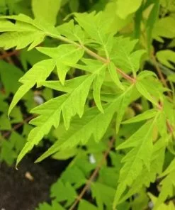 Future Forests Rhus Typhina Dissecta (Laciniata)