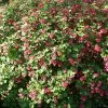 Future Forests Ribes Sanguineum Pulborough Scarlet Shrubs