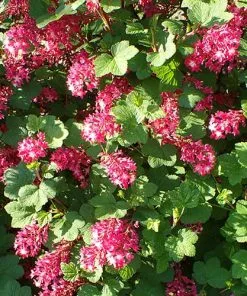 Future Forests Ribes Sanguineum Pulborough Scarlet Shrubs