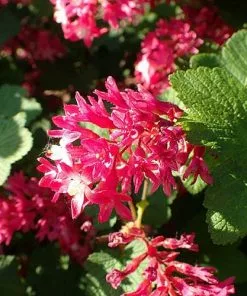 Future Forests Ribes Sanguineum Pulborough Scarlet Shrubs