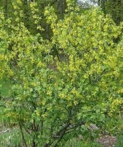 Future Forests Ribes Odoratum Shrubs