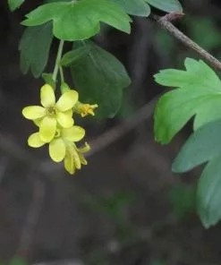 Future Forests Ribes Odoratum Aureum Shrubs