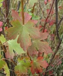 Future Forests Ribes Odoratum Shrubs