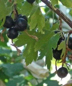 Future Forests Ribes Odoratum Shrubs