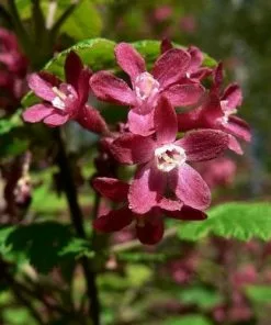 Future Forests Ribes Sanguineum Hedging