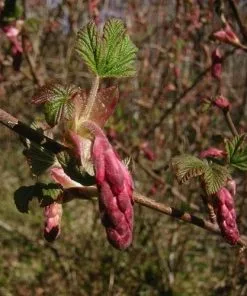Future Forests Ribes Sanguineum Hedging