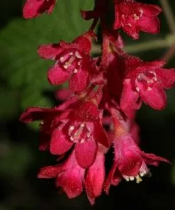 Future Forests Ribes Sanguineum Hedging