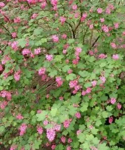 Future Forests Ribes Sanguineum Hedging